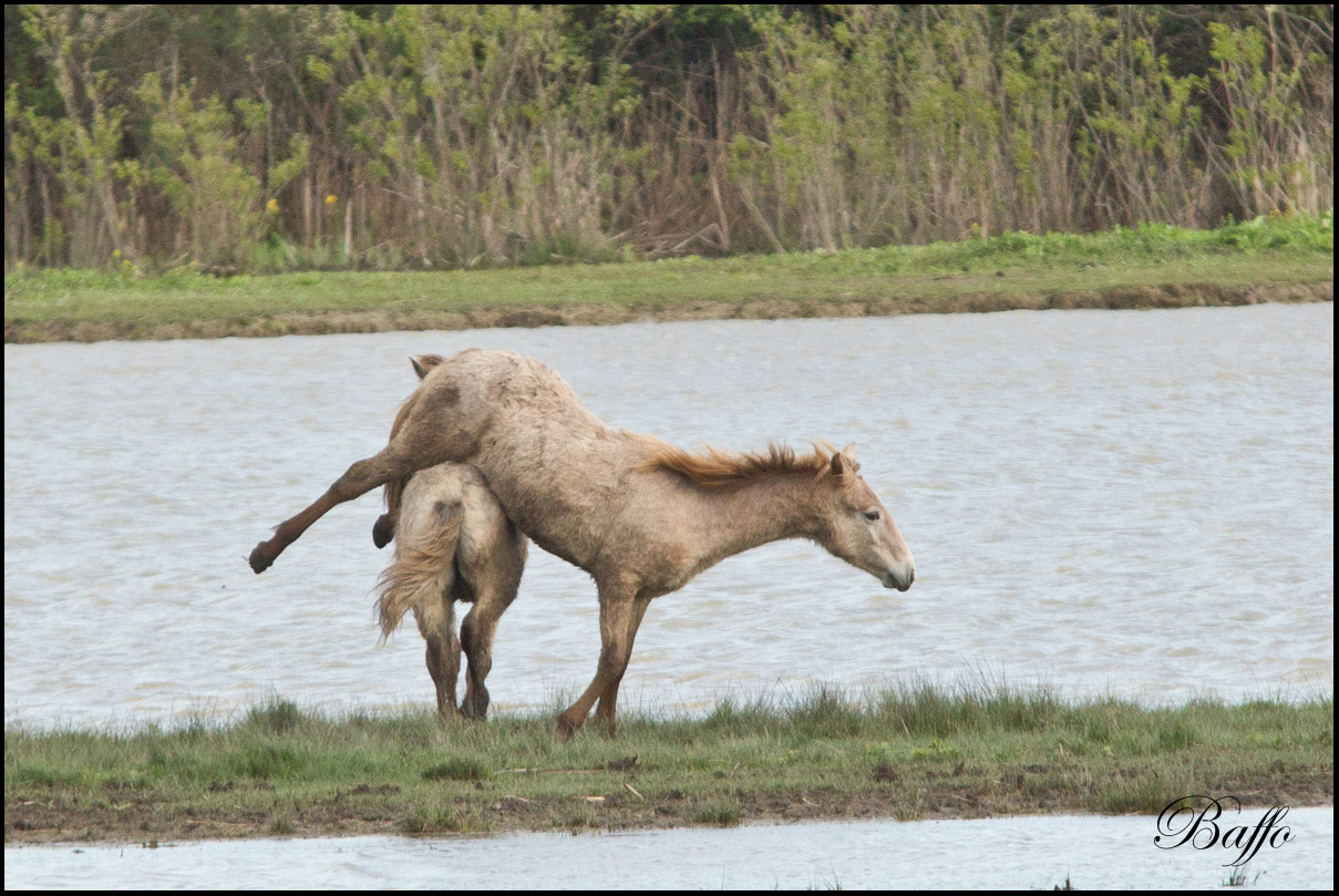 Puledri Camargue al gioco